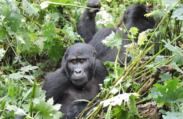 how-to-market-tour-company-in-uganda